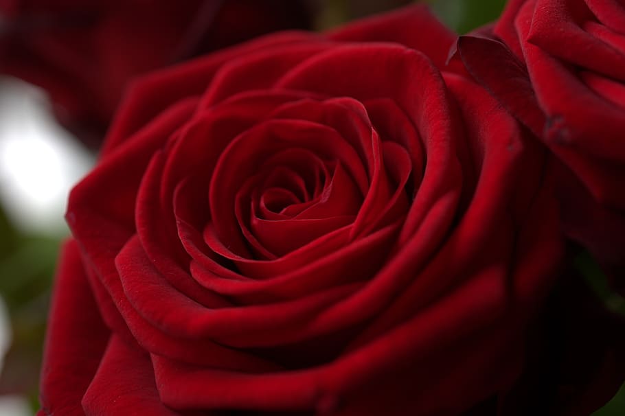 rosa, rojo, amor, romántico, flor, hermosa, romance, jardín, fragancia, flora