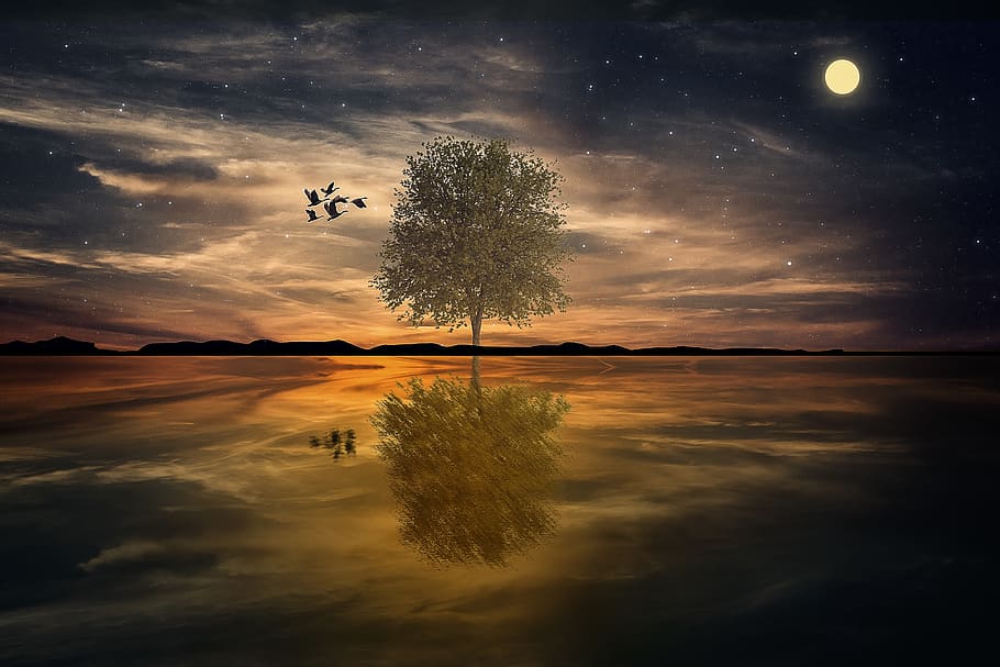 manipulation, landscape, milky way, tree, geese, sky, water, reflection, scenics - nature, beauty in nature