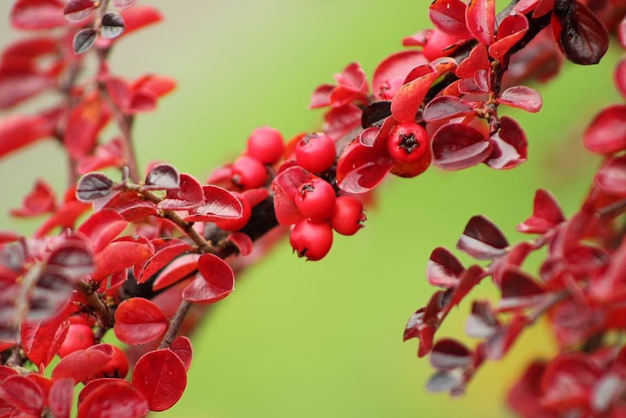 cotoneaster, berries, red, green, nature, cotoneasters, berry, plant, food and drink, growth