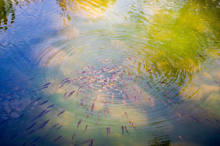 abstract, nature, water, background, reflection, fish, pond, summer, circles, ripple