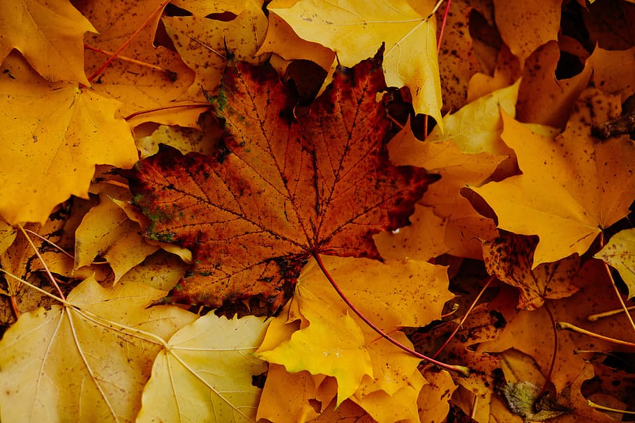leaf, fall, autumn, change, plant part, leaves, nature, yellow, dry, close-up