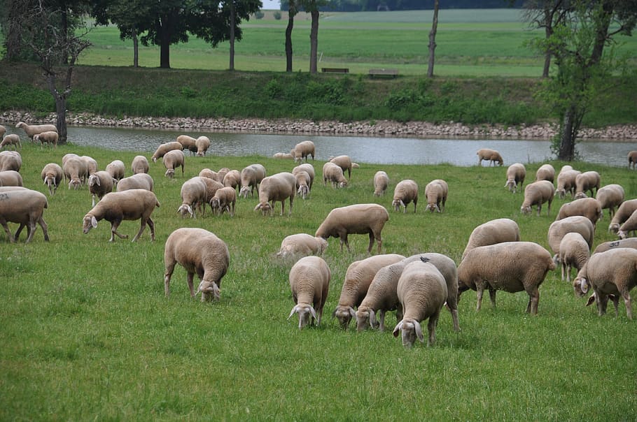 pastoreo de ovejas, tierra merina ovejas, ovejas, césped, mamífero, gran grupo de animales, planta, animales domésticos, campo, grupo de animales
