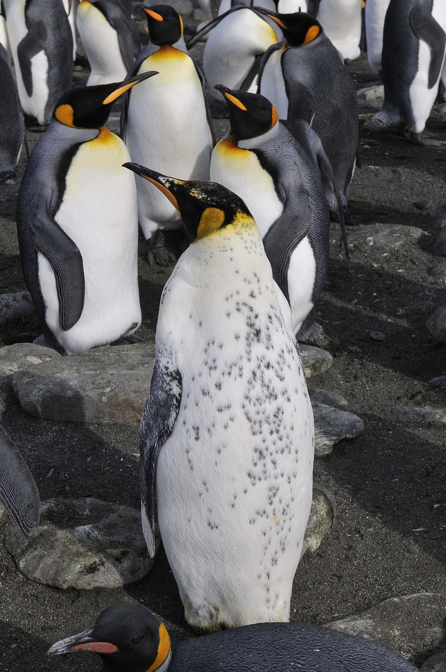 Antártida, pingüinos, océano austral, mundo animal, aves, salvajes, pingüinos emperador, Pájaro, animal, temas de animales