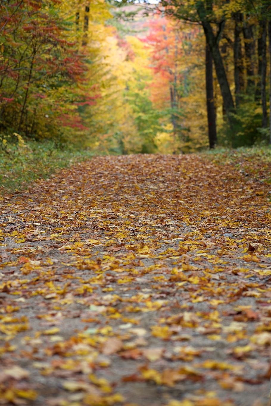 musim gugur, dedaunan, daun, hiking, hutan, pohon, maple, warna-warni, alam, di luar ruangan
