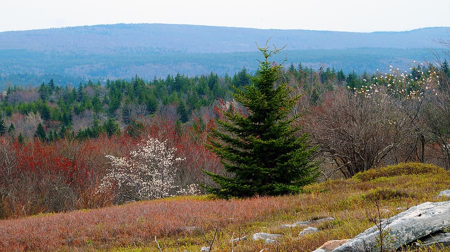 dolly sods, mountain view, pine forest, tree, plant, tranquil scene, scenics - nature, beauty in nature, tranquility, growth