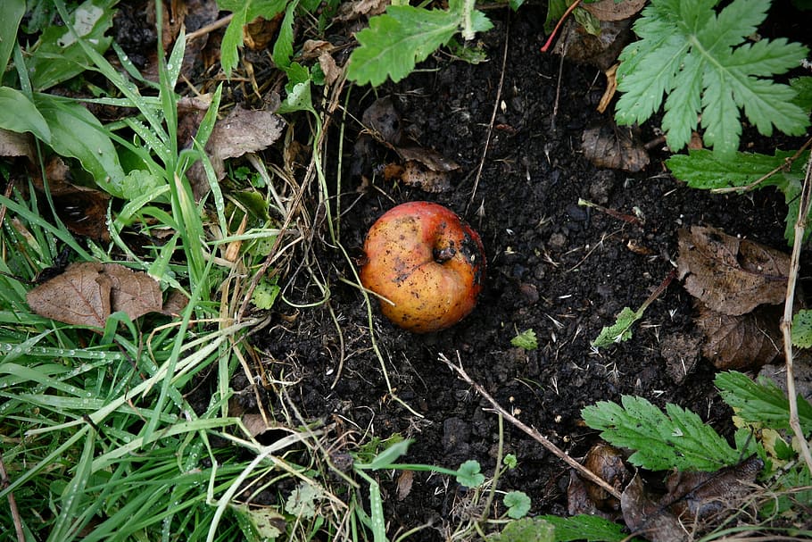 autumn, windfall, apple, compost, food and drink, food, land, field, growth, high angle view