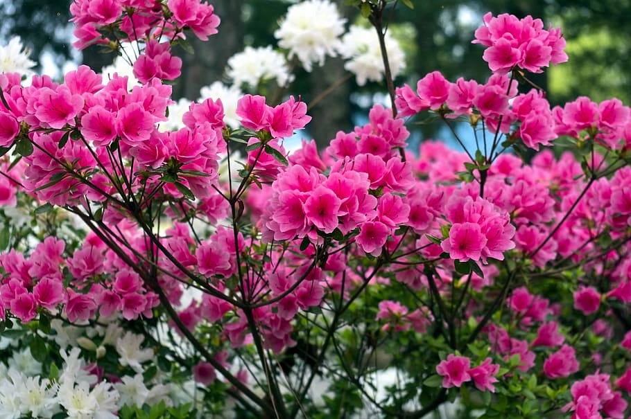 azalea merah muda di ozarks, bunga, azalea, mekar, musim semi, pink, taman, alam, rhododendron, april