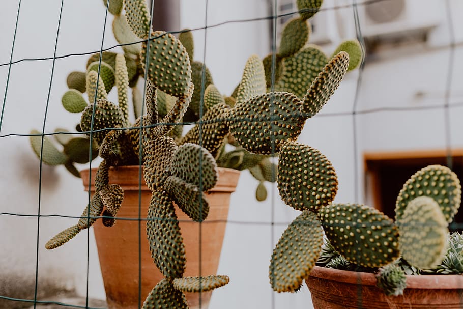 opuntia, ceramic, pot, cactus, cacti, Prickly pear, ceramic pot, plant, succulent plant, focus on foreground