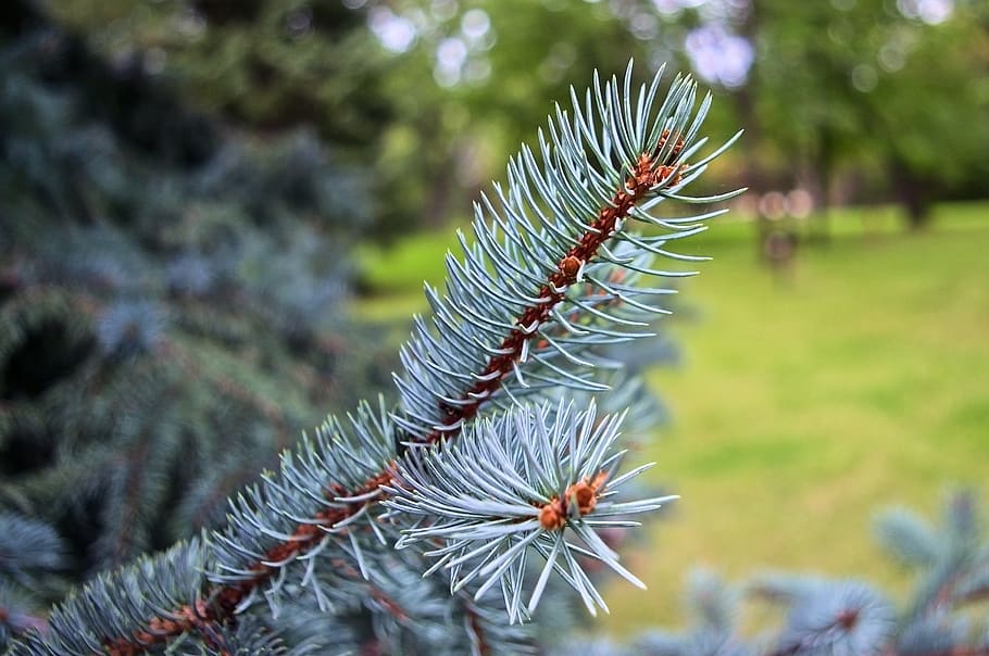 blue spruce detail, spruce, needles, branch, green, tree, conifer, nature, forest, plant