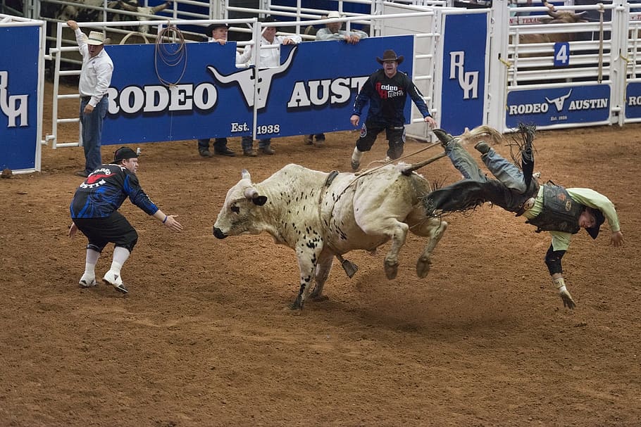 austin, rodeo, ride, bull, sport, thrill, human, activity, deadly, field