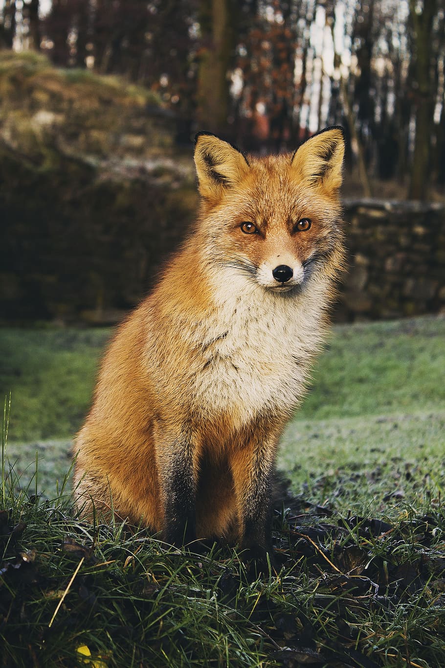 fox, animal, carnivore, red fox, wildlife, wilderness, one animal, animal themes, animals in the wild, vertebrate