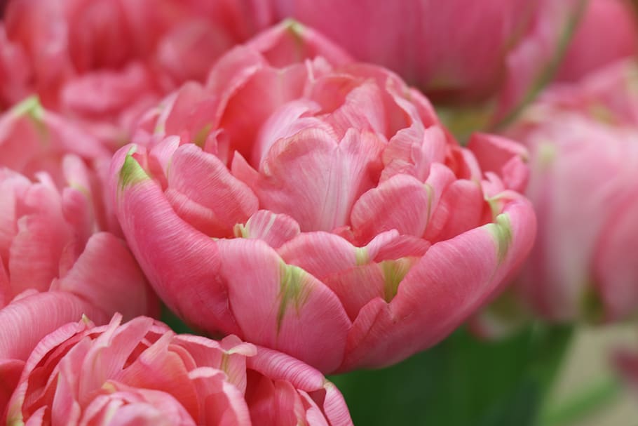 tulips, tulip, flowers, flower, spring, pink, garden, red, flora, bloom