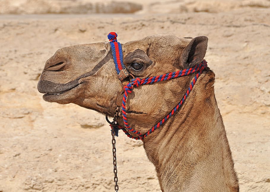 camel, egypt, desert, cairo, africa, one animal, animal themes, animal, mammal, domestic animals