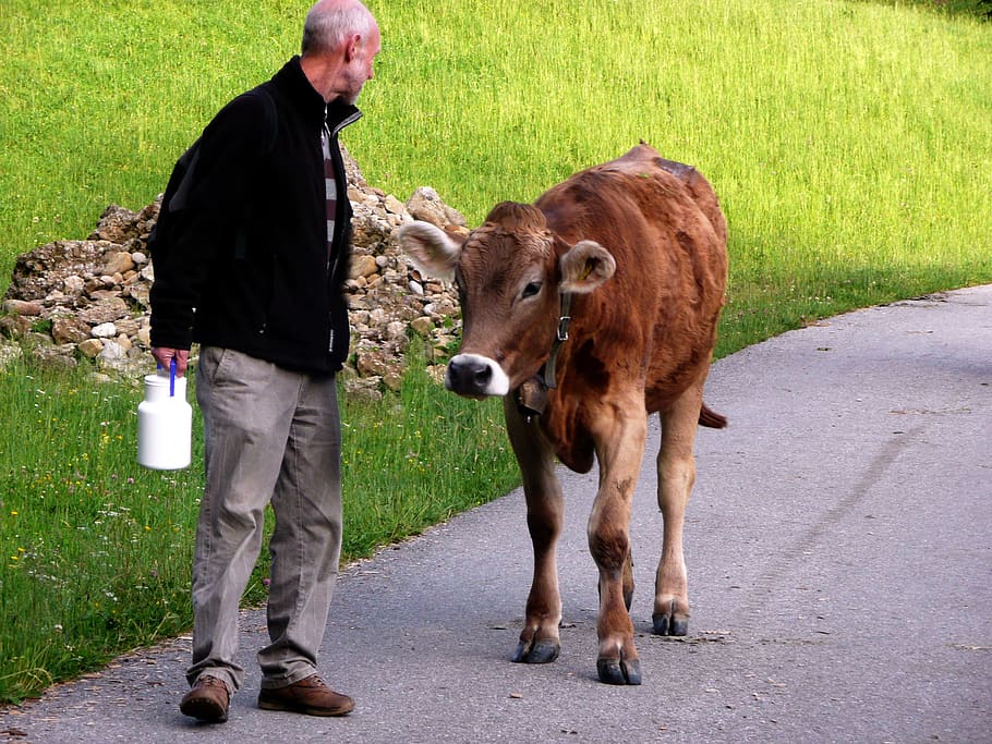 allgäu, cow, young cattle, encounter, human-animal, domestic animals, mammal, domestic, standing, livestock