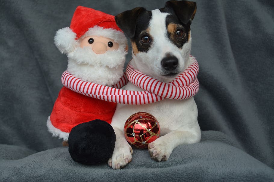 jack russel, christmas, st nicholas, father christmas, ball, dog, cute, red, portrait, russell