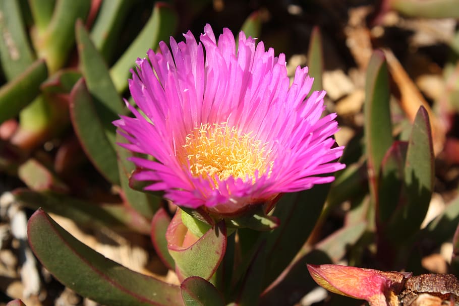 pig face, pink flower, petals, adaptation, salt, halophyte, beach, sand dune, brisbane, australia