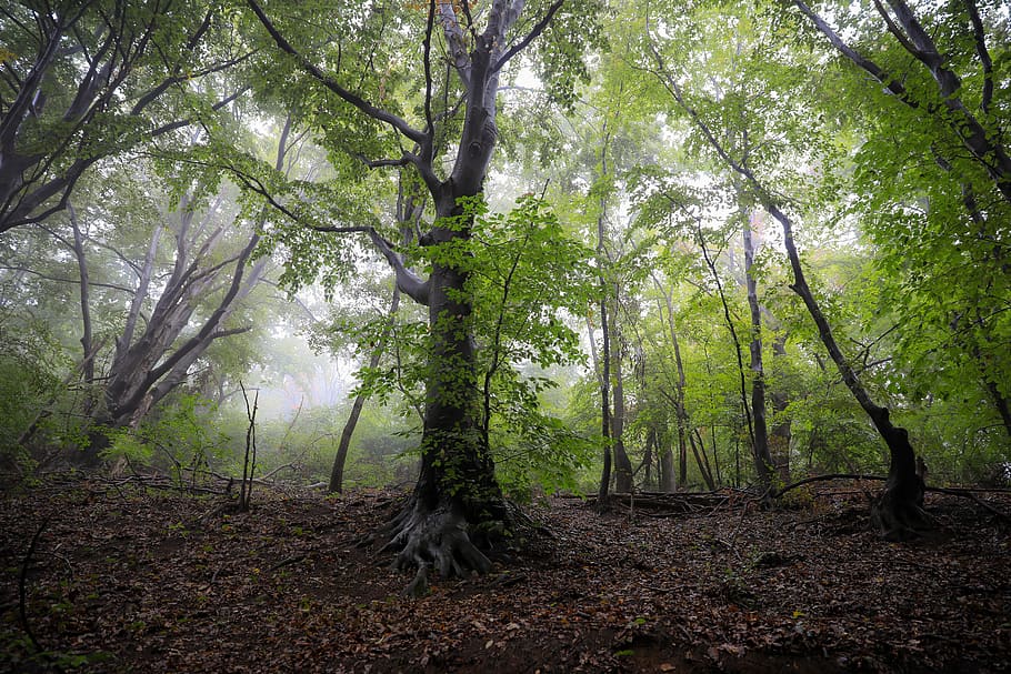 forest, leafy forest, fog, beech, nature, landscape, hungary, trees, mysterious, mecsek mountains