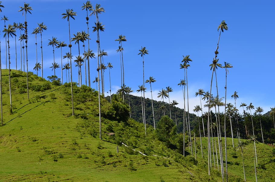 quindio, nature, landscapes, colombia, trees, cocora, latin america, valley, plant, tree