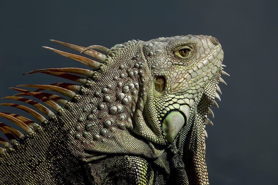 iguana, lagarto, reptil, animal, exótico, criatura, naturaleza, dragón, vida silvestre, escamoso