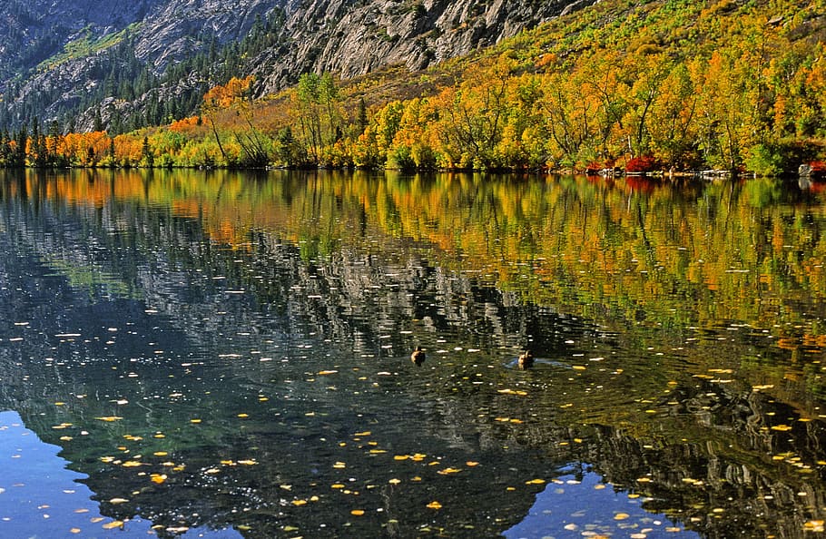 ver, lago, reflexión, otoño, hojas, montañas, hermosa, azul, verde, montaña