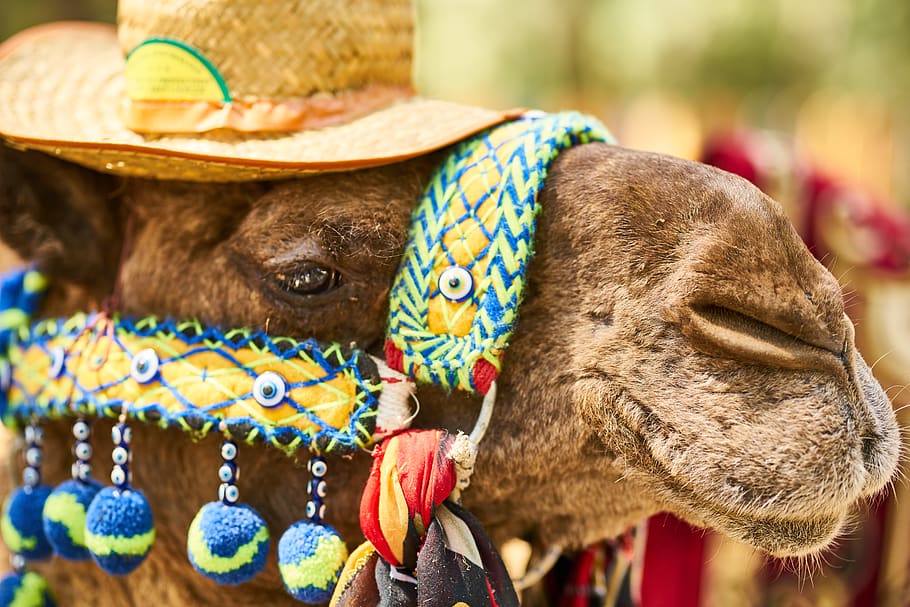 camelo, turismo, chapéu, bonitinho, engraçado, bonito, deserto, quente, água, nariz