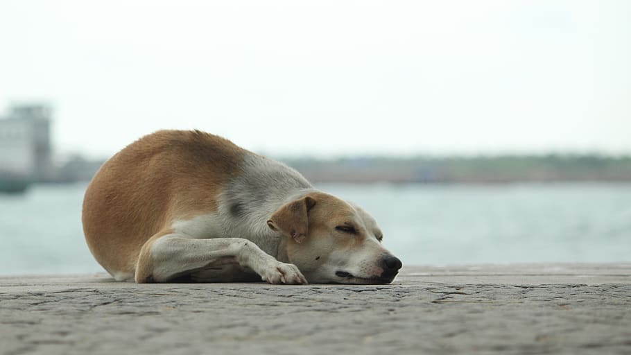 dog, sleep, calm, sea side, pet, animal, tired, lying, domestic, sleeping