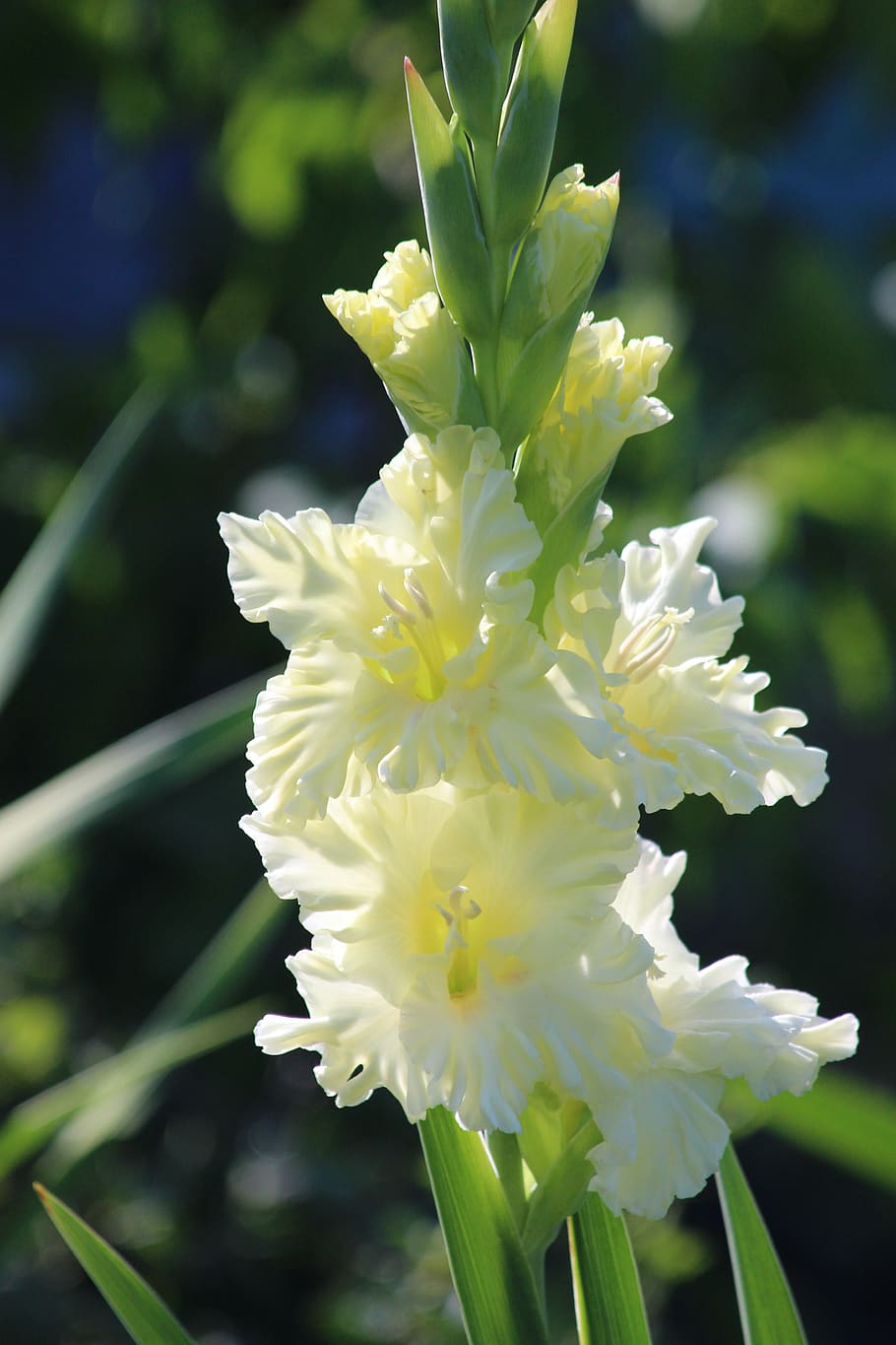 gladiolos, flores, jardín, naturaleza, jardín de flores, plantas, flora, flores blancas, verde, blanco |  combustible