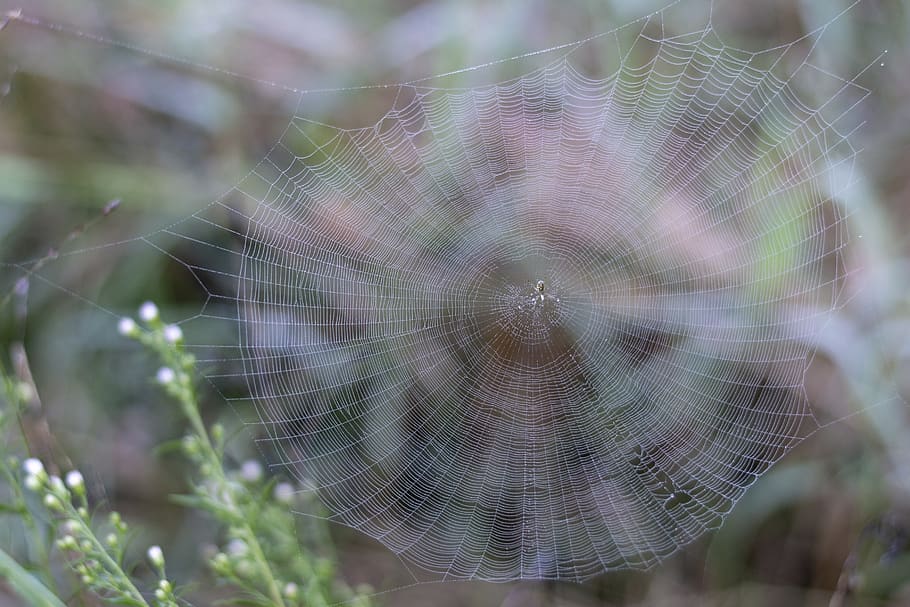 spider, web, dew, cobweb, morning, fragility, vulnerability, spider web, close-up, plant