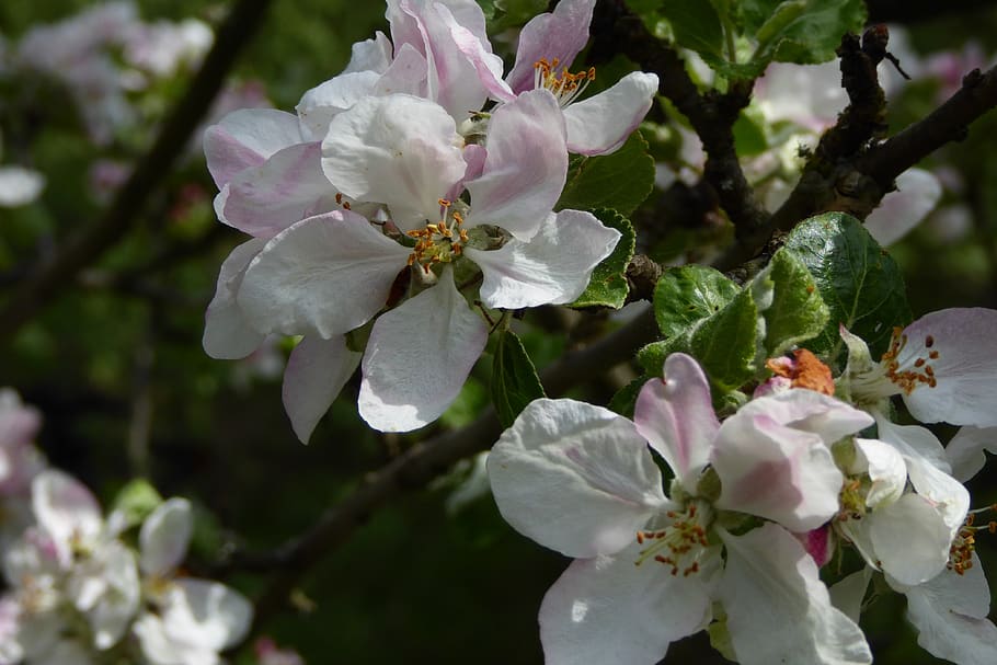 Malus Butterball Fruits С†РІРµС‚РєРё