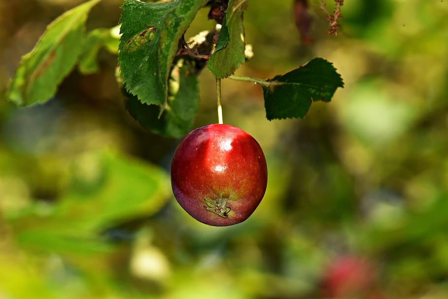 apple, branch, apple tree, fruit, food, nutrition, red, autumn, ripe, healthy eating