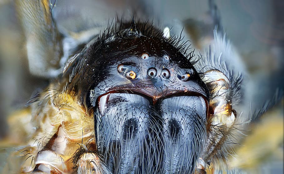insect, animal, spider, animal themes, one animal, animal wildlife, animals in the wild, animal body part, close-up, eye