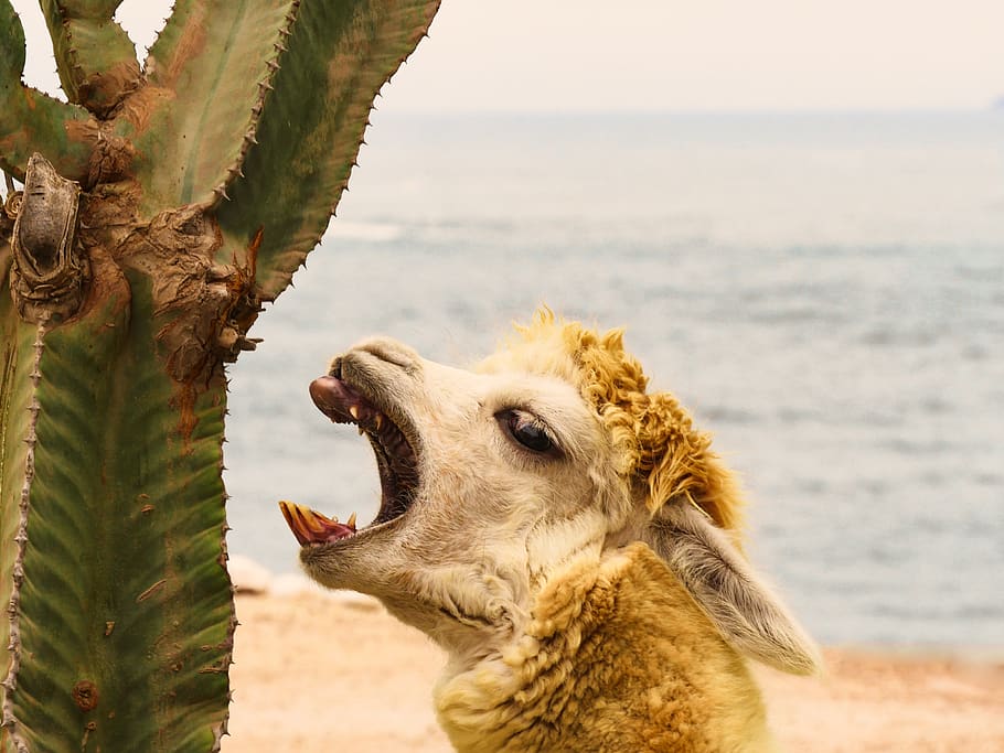 alpaca, cactus, teeth, tooth, eat, snout, funny, attack, atacama, threat