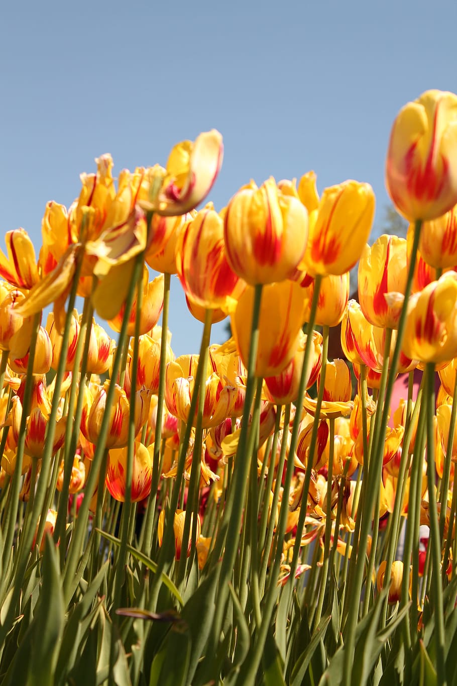 campo de festival de flor tulipa, tulipa, festival, flor, flores, fazenda, planta, planta de florescência, beleza da natureza, crescimento