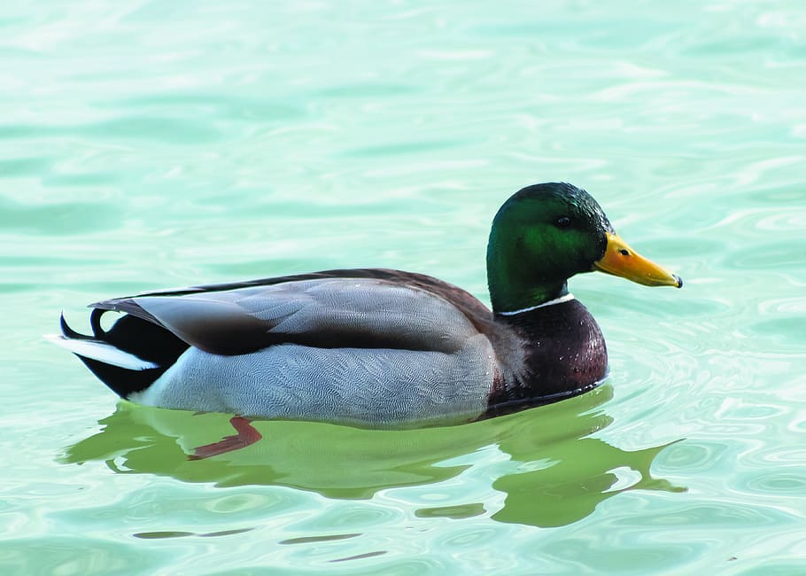 verde azulado, pato mallard, patos salvajes, pato, aves acuáticas, aves, pico, lago, agua, cabeza