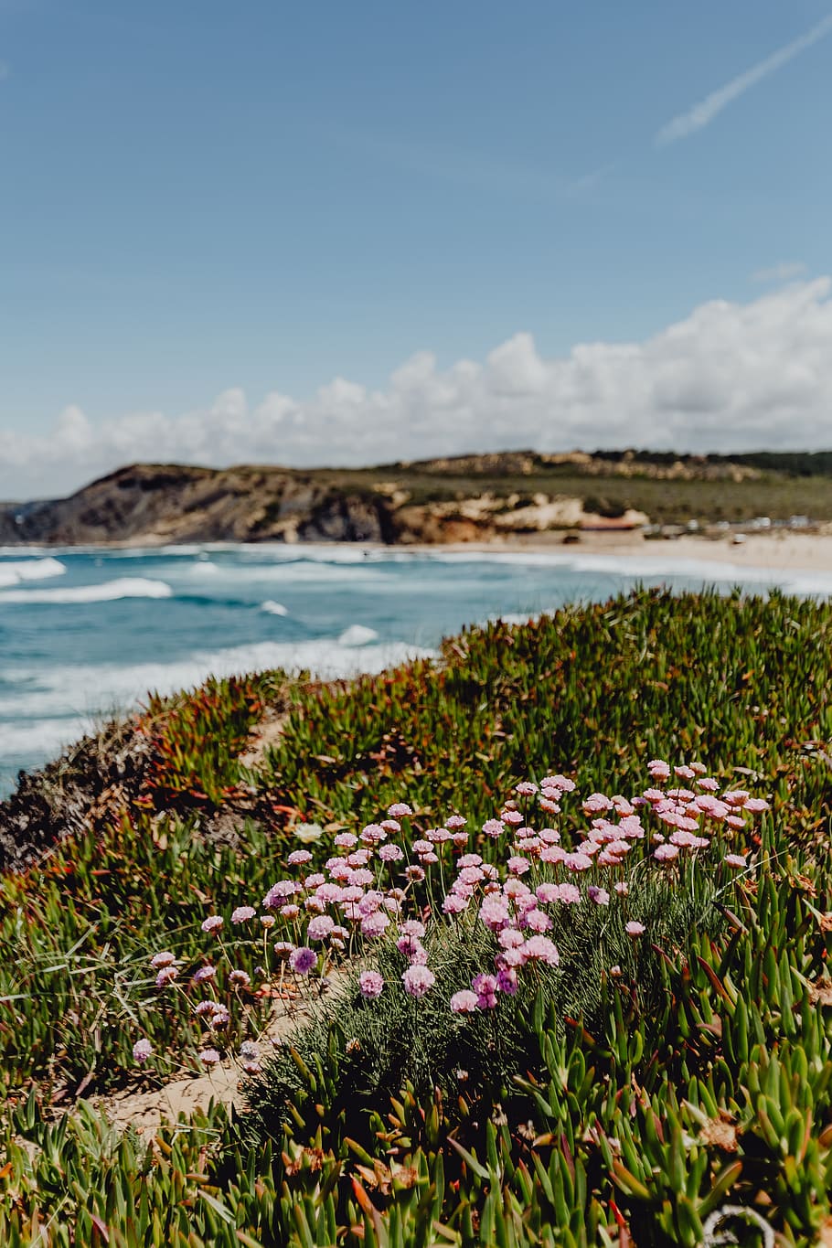 cluster, pink, flowers, growing, ocean, edge, portugal, beach, coast, shore