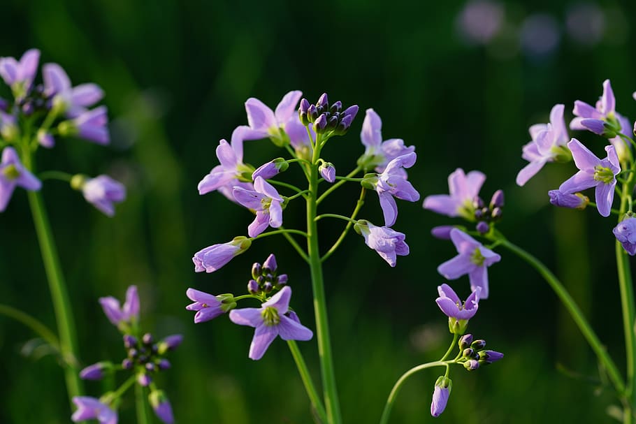 smock, flowers, light purple, purple, card amines pratensis, cardamine, card amines, cruciferous plant, brassicaceae, tender
