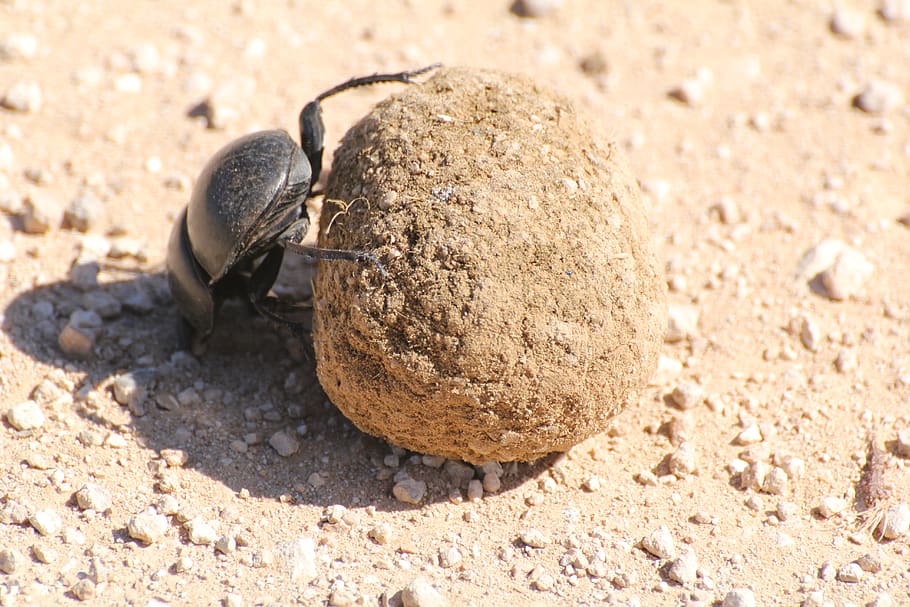dung beetle, south africa, safari, wilderness, nature, national park, animal themes, animal, animal wildlife, one animal