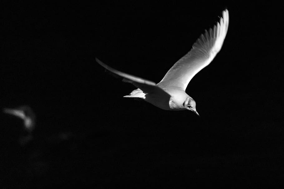 birds, flight, night, seagull, dom, wing, feather, silhouette, sea, beak
