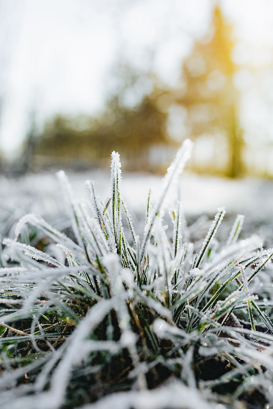 frost, covered, grass, morning, nobody, nature, winter, cold, ice, frozen