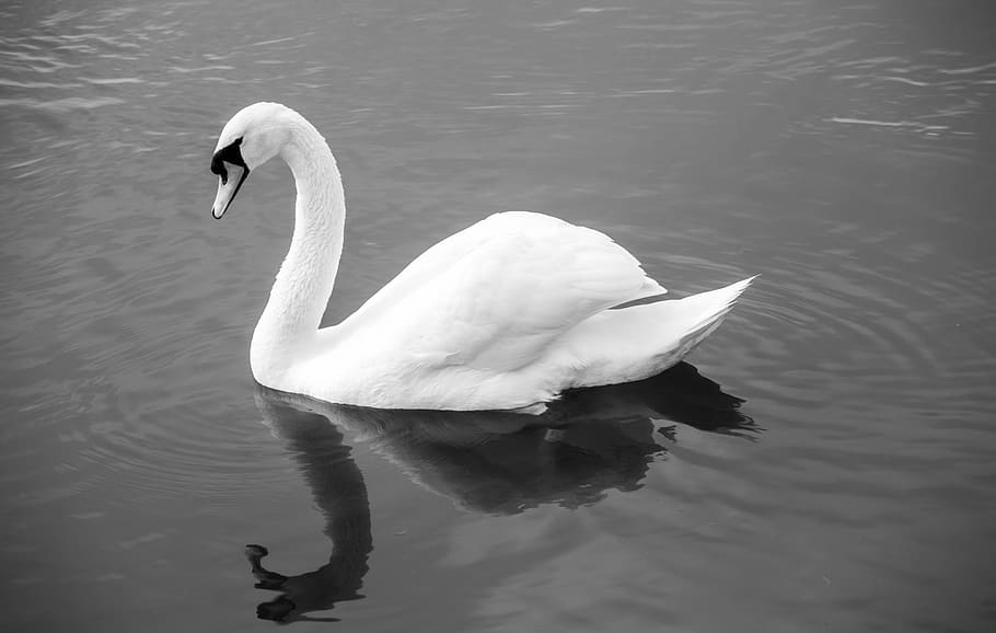 swan, monochrome, lake, greyscale, plumage, pond, nature, bewick swan, water, animals in the wild