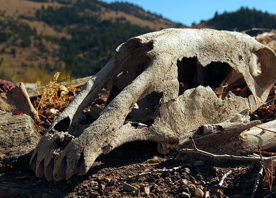 skull of horse on sod roof, skull, bone, death, dead, bones, weird, teeth, horse, sod