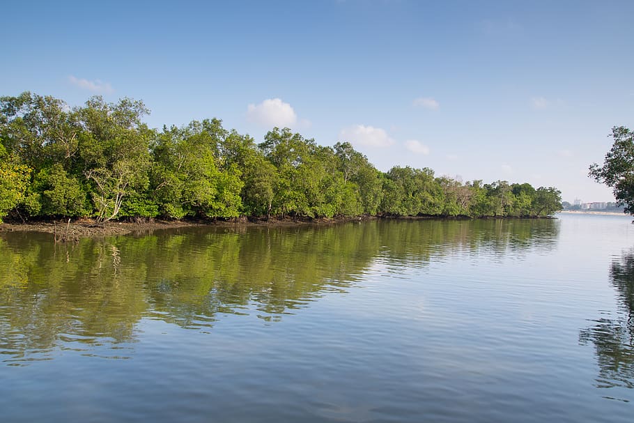 singapura, sungei buloh, mangrove, pantai, suaka alam, lingkungan, konservasi, pagi, air, pohon