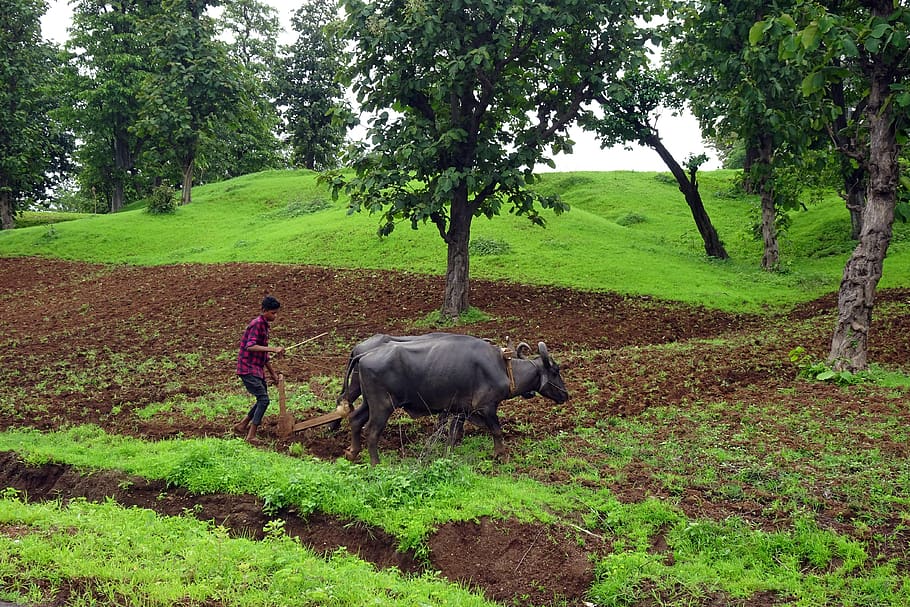 plough, buffalo, tilling, ploughing, primitive, agriculture, hill-side, dangs, ahwa, tribes