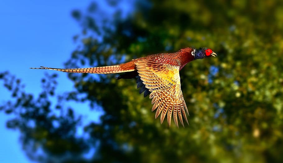 ring necked pheasant, bird, ground living, animal, flight, wing, plumage, male, animal themes, one animal