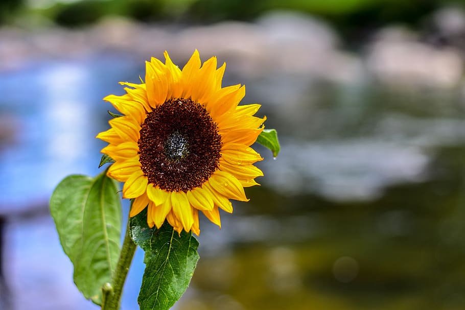 girasol, flor, naturaleza, primavera, planta floreciendo, amarillo,  vulnerabilidad, cabeza de flor, belleza en la naturaleza, planta | Pxfuel