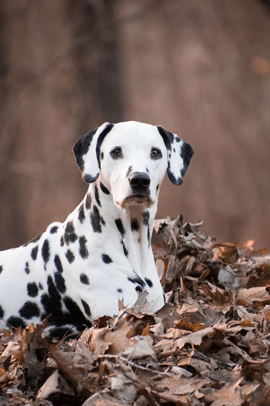 dalmatians, dog, animal, spotted, autumn, leaves, pile, one animal, canine, animal themes