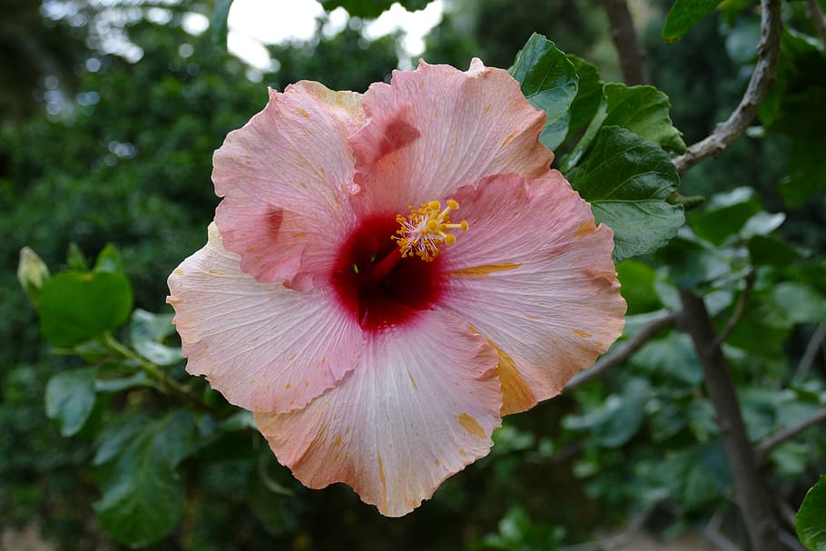 hibiscus, flower, plant, flora, pink, malvaceae, subtropical, tropical, mediterranean, nature