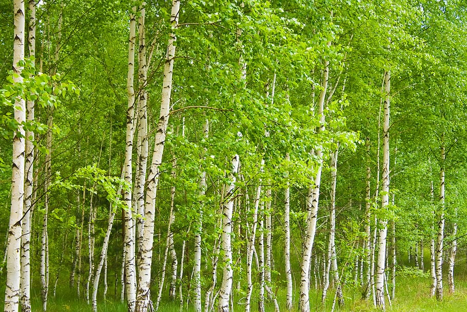countryside, landscape, nature, peaceful, con2011, scene, birches, forest, trees, plant