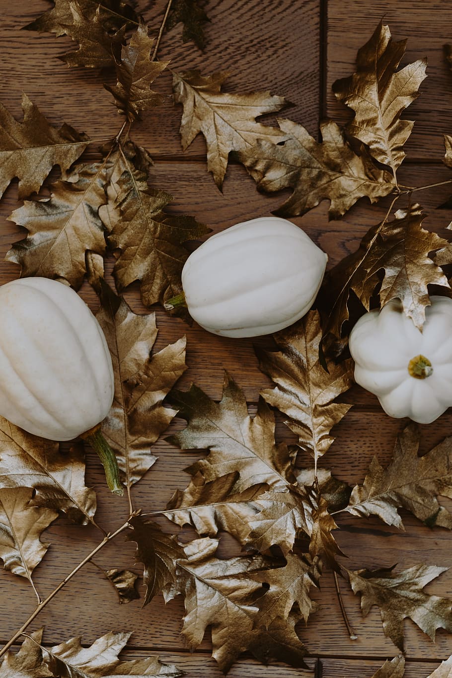 white, pumpkins, golden, oak, leaves, pumpkin, white pumkin, leaf, oak leaves, painted leaf