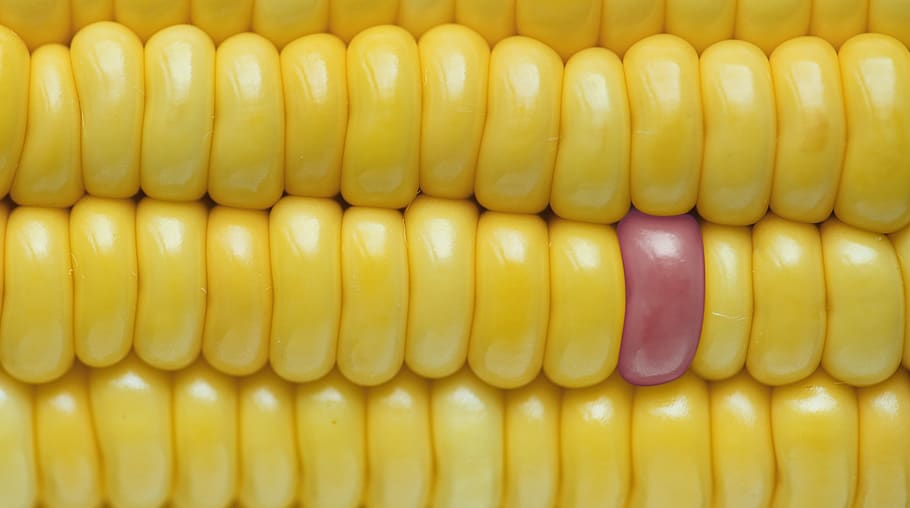 background, closeup, corn, corn background, texture, energy, grain, healthy, independence, individuality